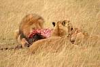 042R-0701; 3872 x 2592 pix; Africa, Kenya, lion, hunting, carcass, savannah