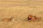 042R-0707; 2983 x 1998 pix; Africa, Kenya, lion, hunting, carcass, savannah