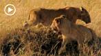 042R-1015; 1280 x 720 pix; Africa, Kenya, lion, lion cub