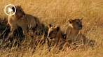 042R-1020; 1280 x 720 pix; Africa, Kenya, lion, lion cub