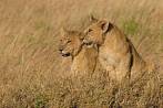 042R-1340; 3134 x 2098 pix; Africa, Kenya, lion, lion cub, savannah