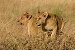 042R-1344; 3162 x 2108 pix; Africa, Kenya, lion, lion cub, savannah