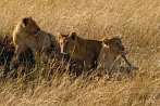 042R-1360; 3070 x 2046 pix; Africa, Kenya, lion, lion cub, savannah