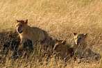 042R-1365; 3502 x 2334 pix; Africa, Kenya, lion, lion cub, savannah