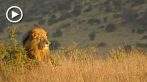 042R-1070; 1280 x 720 pix; Africa, Kenya, lion, lion king