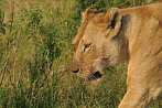 042R-1500; 4288 x 2848 pix; Africa, Kenya, lion, lioness