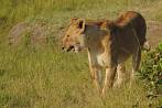 042R-1510; 4013 x 2665 pix; Africa, Kenya, lion, lioness