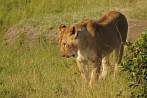 042R-1520; 4121 x 2737 pix; Africa, Kenya, lion, lioness