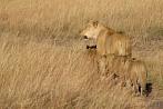 042R-1320; 3157 x 2114 pix; Africa, Kenya, lion, lioness, lion cub, savannah