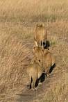 042R-1324; 1982 x 2961 pix; Africa, Kenya, lion, lioness, lion cub, savannah