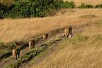 042R-1450; 3538 x 2358 pix; Africa, Kenya, lion, lioness, lion cub, savannah