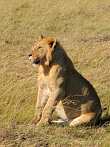 042R-1850; 2655 x 3540 pix; Africa, Kenya, lion, savannah