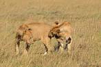 042R-2000; 3972 x 2639 pix; Africa, Kenya, lion, savannah