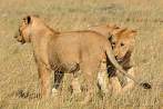 042R-2010; 3259 x 2165 pix; Africa, Kenya, lion, savannah