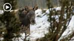 042V-1000; 1280 x 720 pix; moose, elk