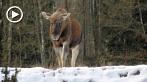 moose; elk