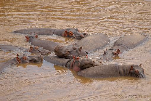 Africa; Kenya; hippopotamus; hippo