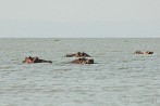 042W-0300; 4158 x 2761 pix; Africa, Kenya, Lake Victoria, hippopotamus, hippo