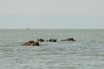042W-0310; 4161 x 2763 pix; Africa, Kenya, Lake Victoria, hippopotamus, hippo