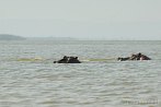 042W-0320; 3876 x 2575 pix; Africa, Kenya, Lake Victoria, hippopotamus, hippo