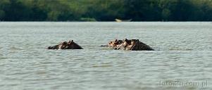 042W-0520; 5819 x 2487 pix; Africa, Kenya, Lake Victoria, hippopotamus, hippo