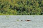 042W-0610; 3235 x 2149 pix; Africa, Kenya, Lake Victoria, hippopotamus, hippo