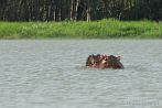042W-0620; 3922 x 2605 pix; Africa, Kenya, Lake Victoria, hippopotamus, hippo