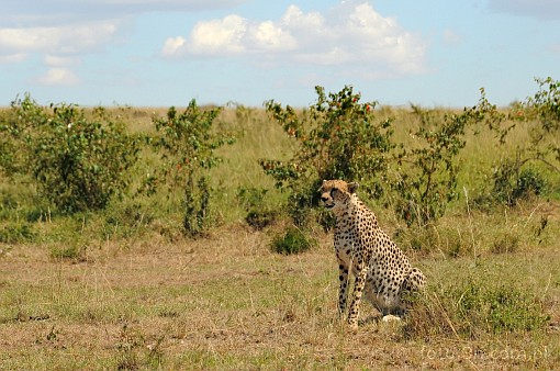 Africa; Kenya; cheetah