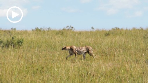 Africa; Kenya; savannah; cheetah