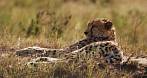 042X-0420; 4496 x 2396 pix; Africa, Kenya, cheetah