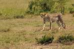 042X-0540; 4020 x 2670 pix; Africa, Kenya, cheetah