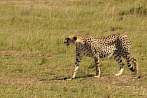 042X-0560; 3794 x 2520 pix; Africa, Kenya, cheetah