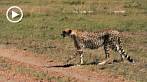 042X-0990; 1280 x 720 pix; Africa, Kenya, cheetah