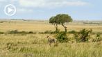 042X-1010; 1280 x 720 pix; Africa, Kenya, savannah, cheetah