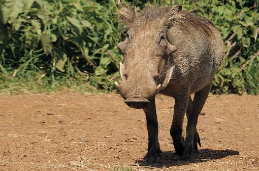 Africa; Kenya; warthog