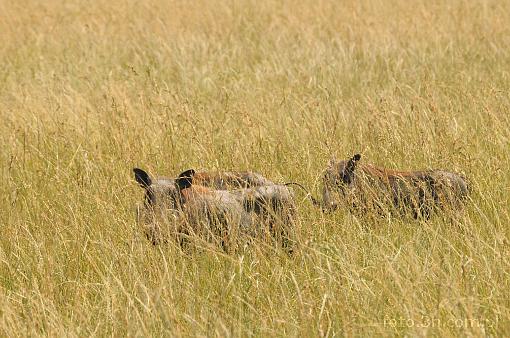 Africa; Kenya; warthog