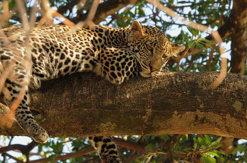 Africa; Kenya; panther; leopard