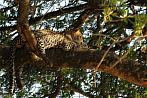 042Z-0100; 3660 x 2431 pix; Africa, Kenya, panther, leopard