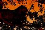 042Z-0150; 4288 x 2848 pix; Africa, Kenya, panther, leopard