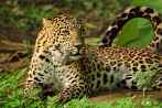 042Z-0710; 4288 x 2848 pix; Asia, India, panther, leopard