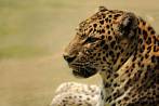 042Z-0800; 4906 x 3258 pix; Asia, India, panther, leopard