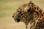 042Z-0810; 4288 x 2848 pix; Asia, India, panther, leopard