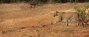 042Z-0900; 9630 x 4048 pix; Asia, Sri Lanka, Cejlon, panther, leopard