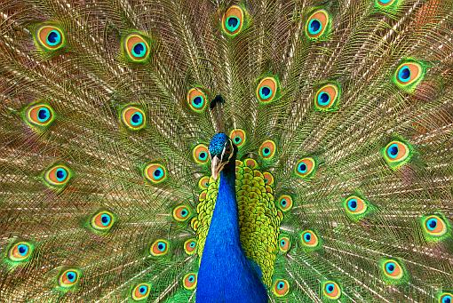 bird; peacock