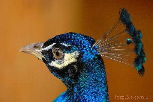 bird; peacock