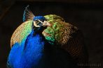 043A-0200; 3063 x 2051 pix; bird, peacock