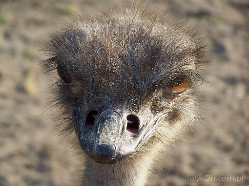 bird; ostrich