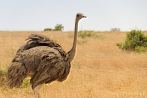 043C-0100; 3457 x 2305 pix; Africa, bird, ostrich