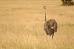 043C-0110; 3488 x 2335 pix; Africa, bird, ostrich
