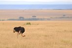 043C-0122; 3554 x 2380 pix; Africa, bird, ostrich